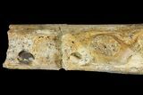 Fossil Mosasaur (Tylosaurus) Jaw Section - Kansas #114583-4